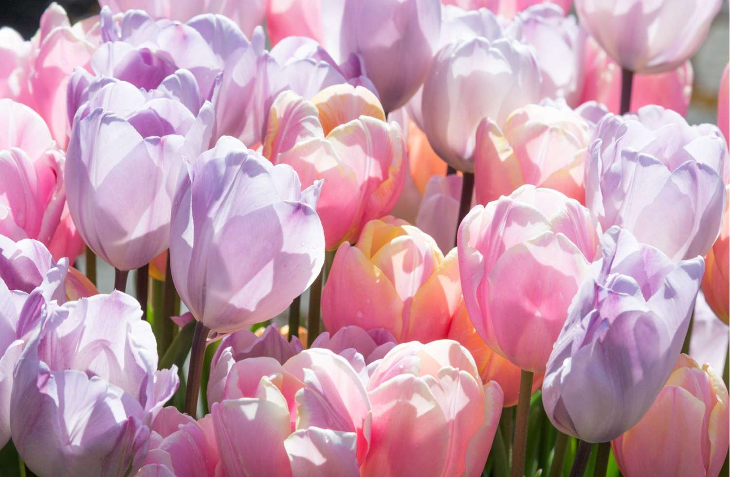 Tulpenmischung 'Bubblegum' - Tulipanblanding